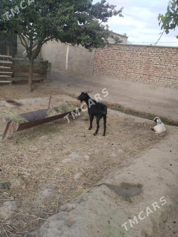 gecy 1cewyş - Bäherden - img 2