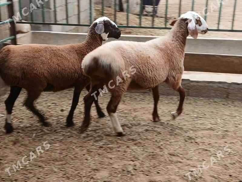 gisar tokly - Çoganly - img 2