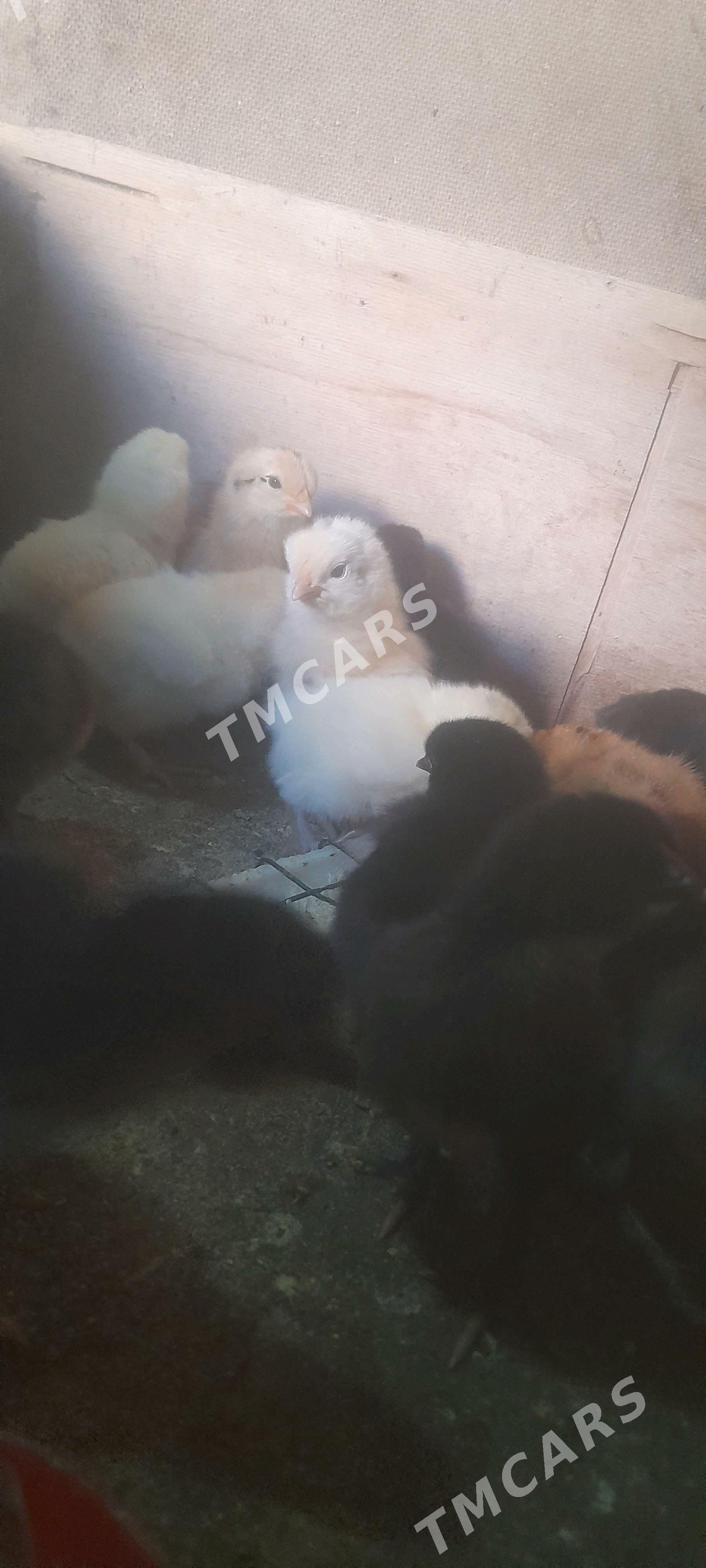 ТОВУК ЖУЙЖЕ - Türkmenbaşy - img 2
