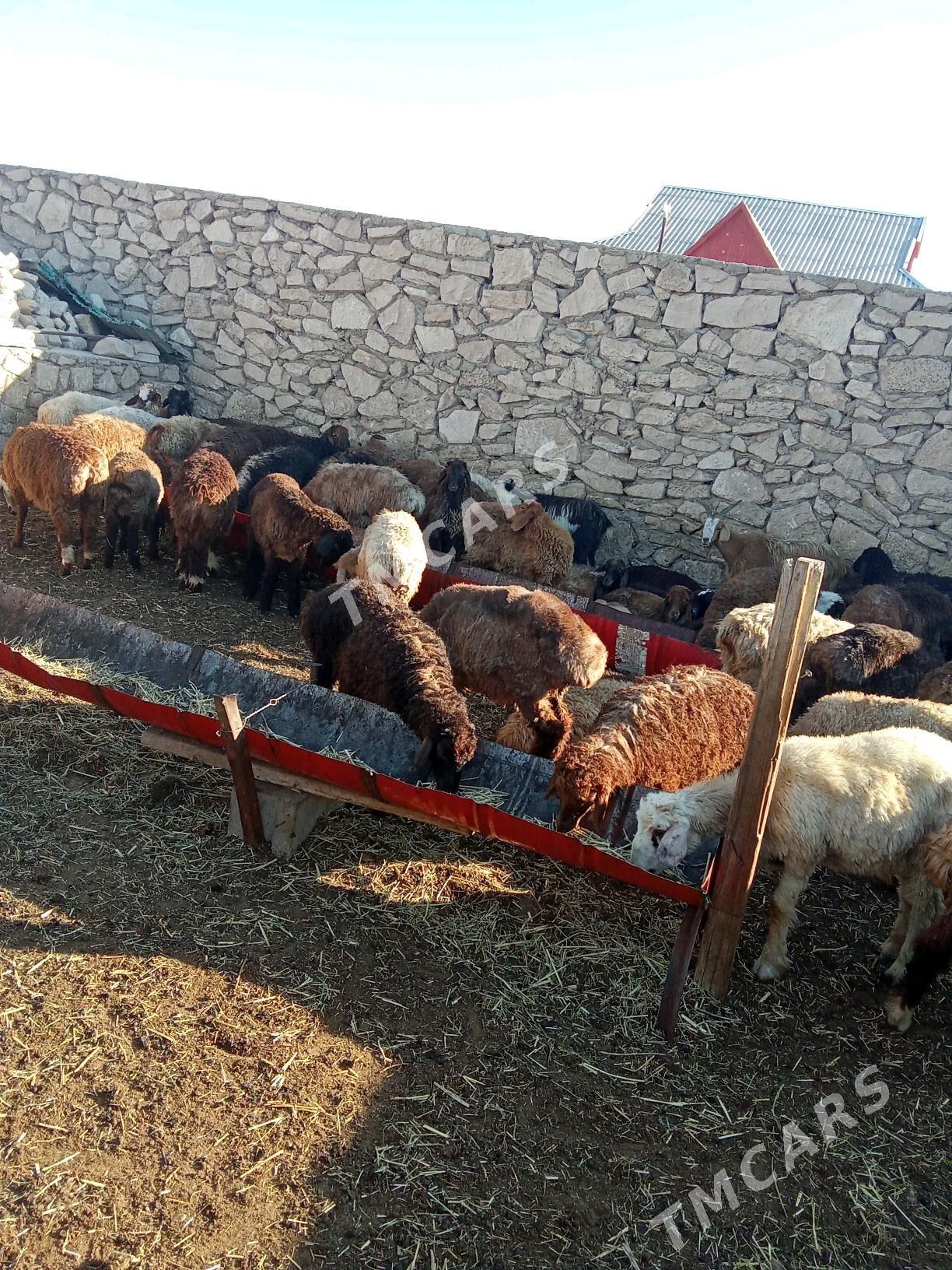 tokly - Türkmenbaşy - img 3