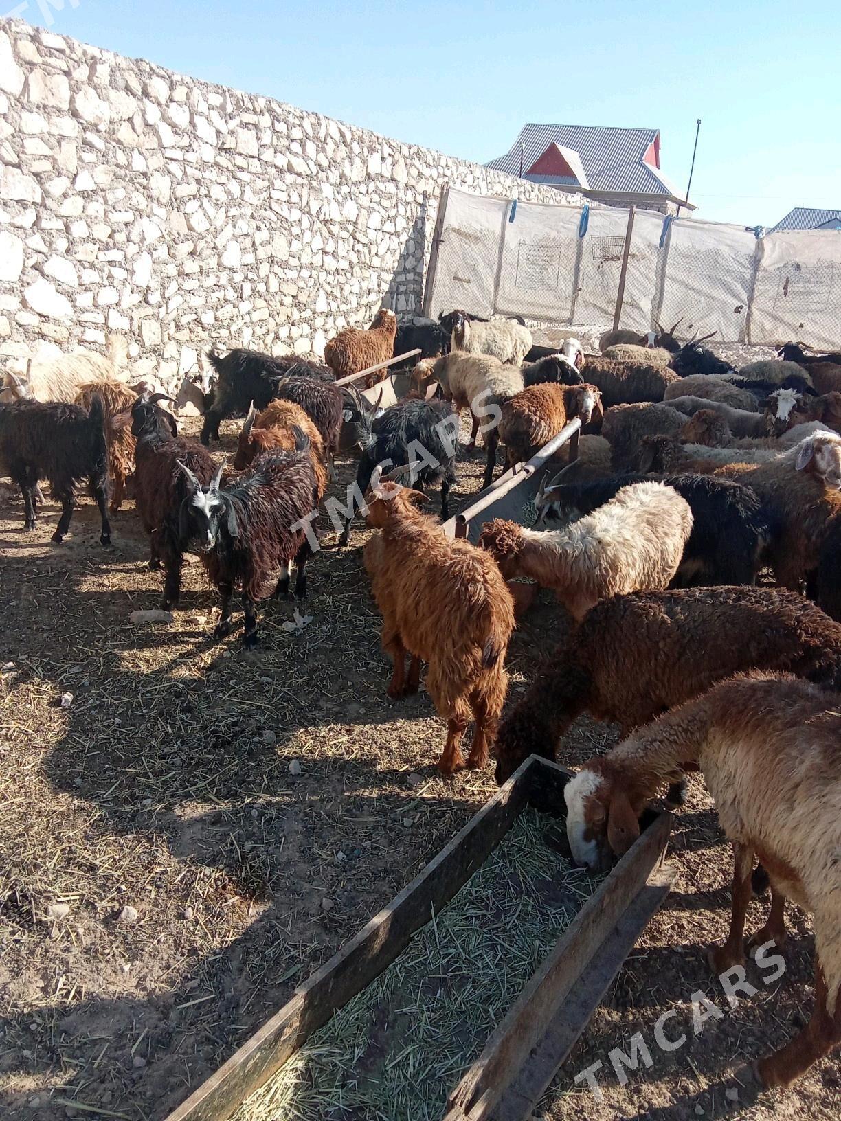 tokly - Türkmenbaşy - img 5