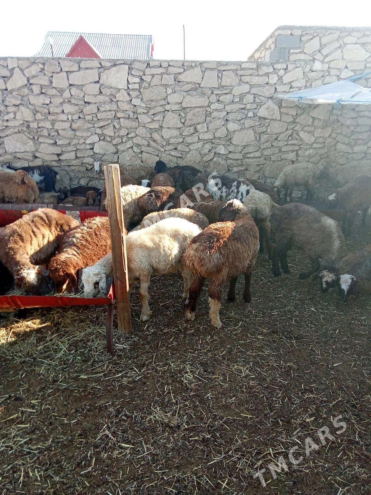 tokly - Türkmenbaşy - img 6