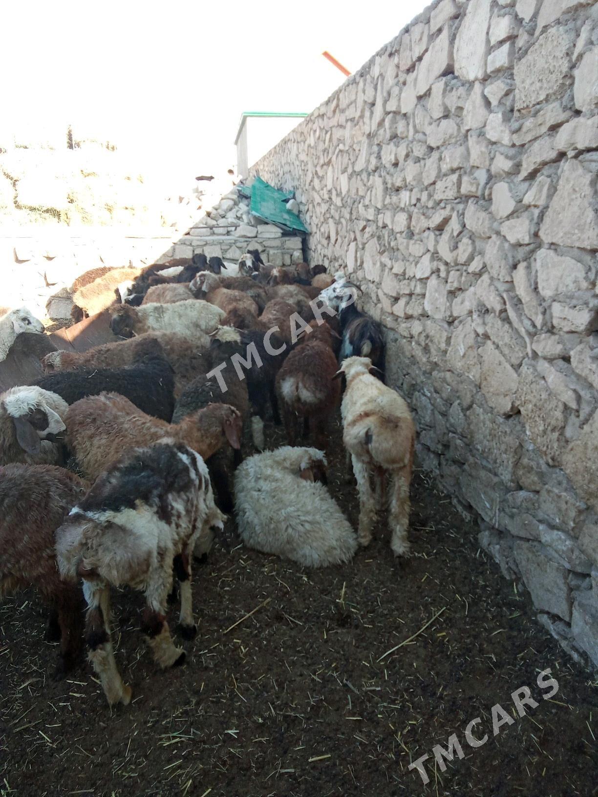 tokly - Türkmenbaşy - img 4
