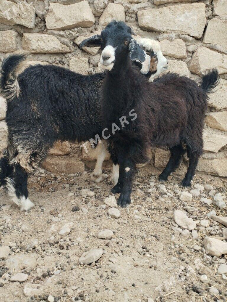 ÇEWİŞ - Balkanabat - img 3