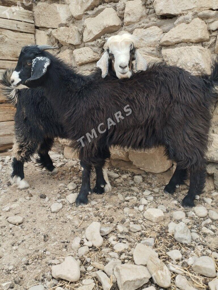 ÇEWİŞ - Balkanabat - img 2