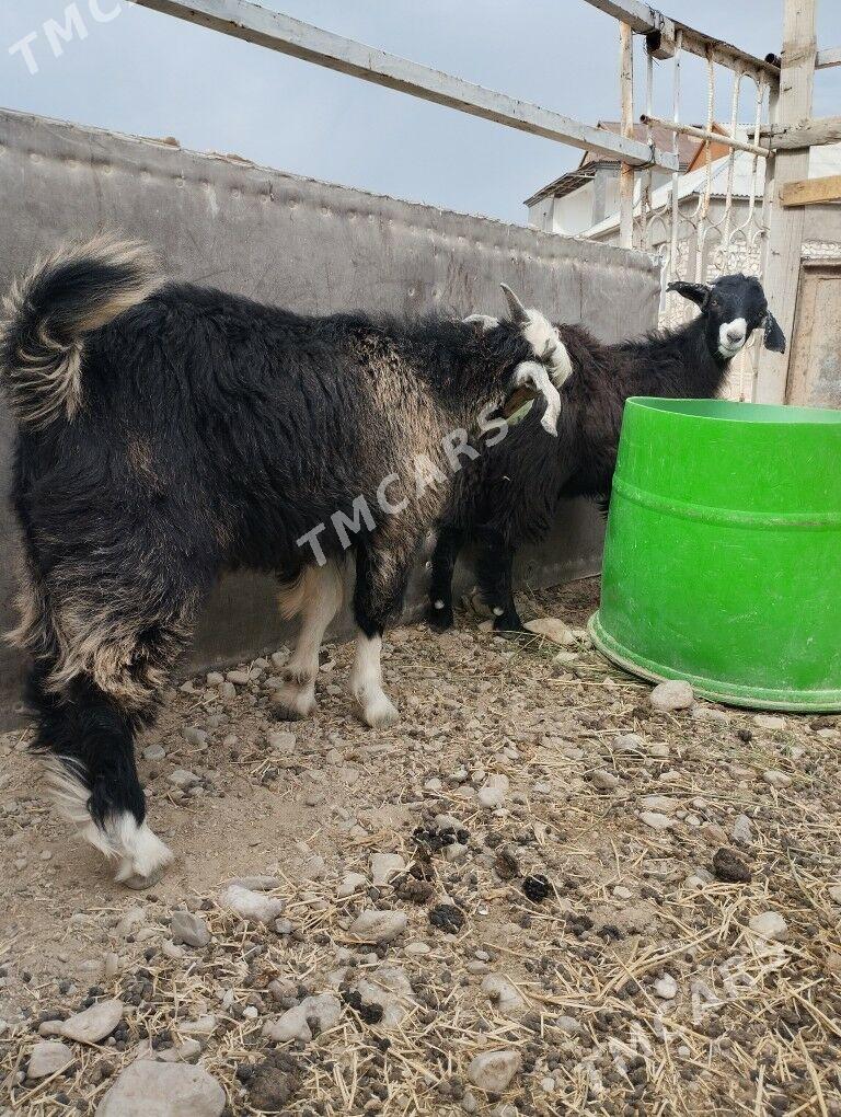 ÇEWİŞ - Balkanabat - img 4