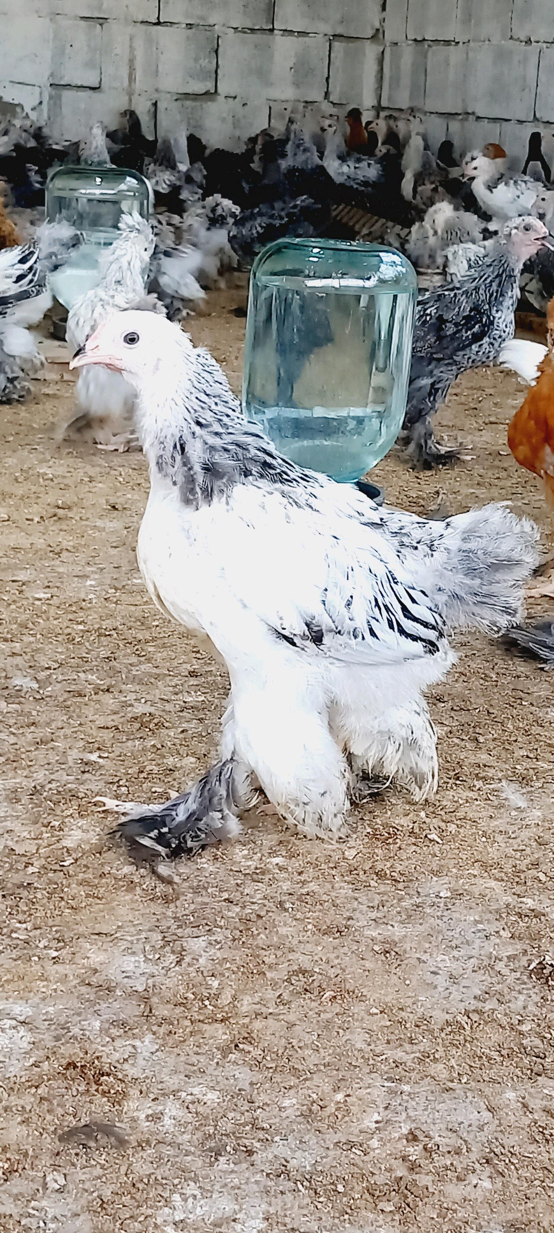 BRAMA we Balgar juyjeler - Гёкдепе - img 2