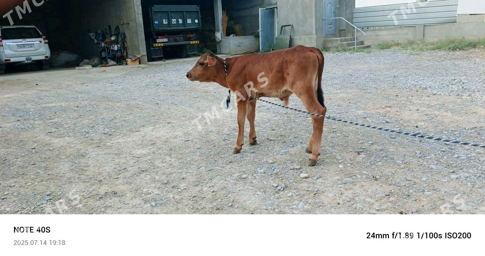 gole okuzçe - Ýaşlyk - img 2