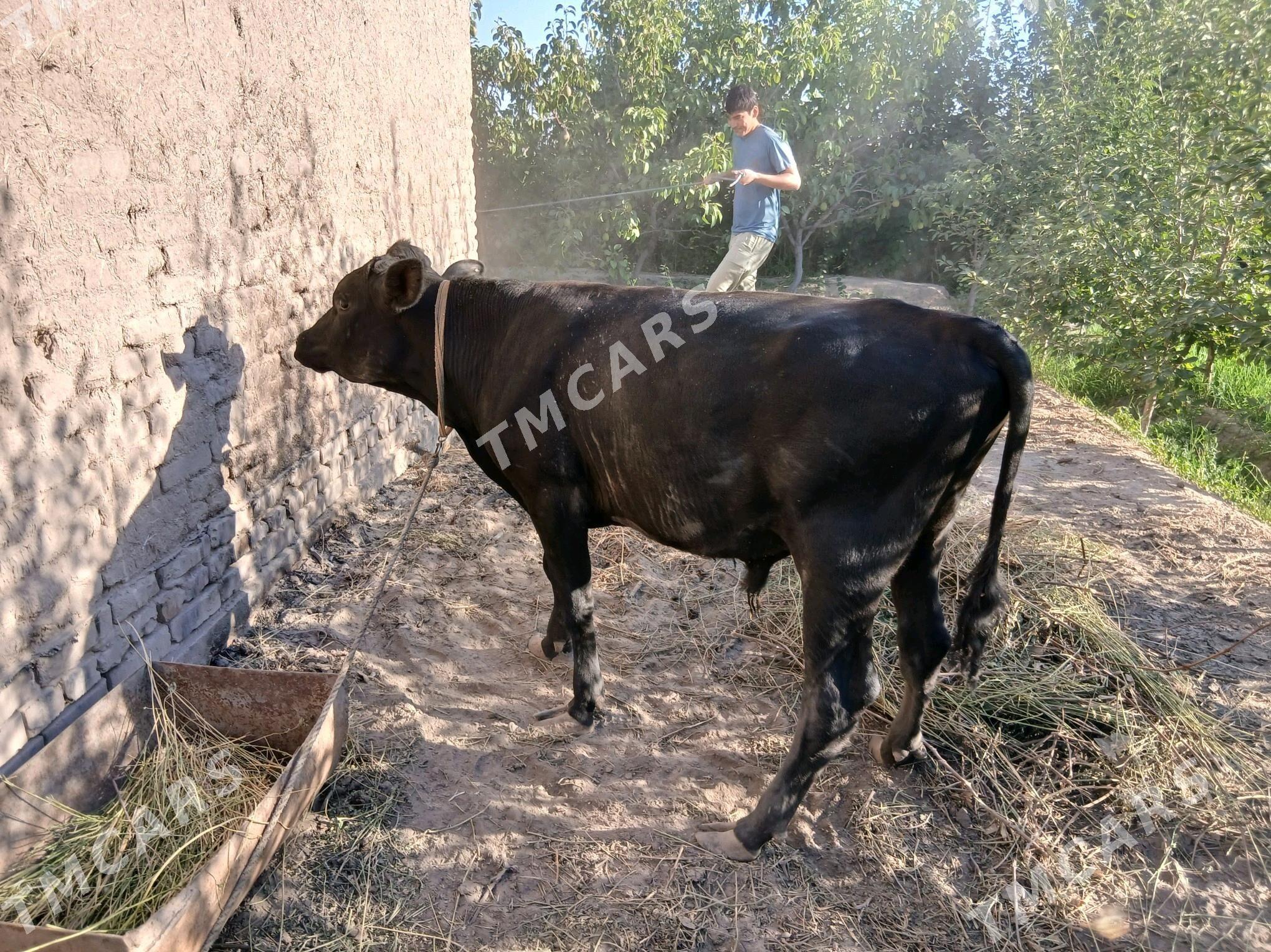 okuz - Дашогуз - img 4