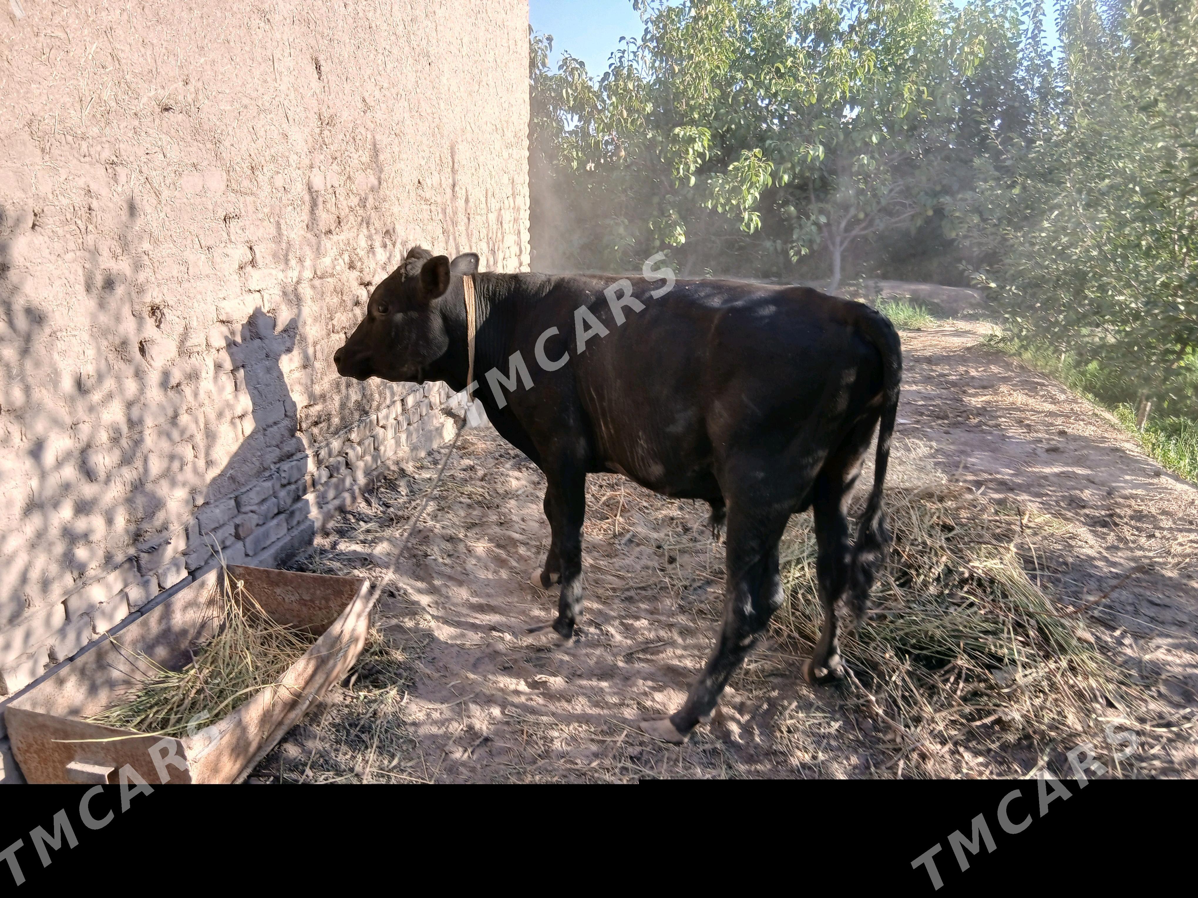 okuz - Дашогуз - img 5