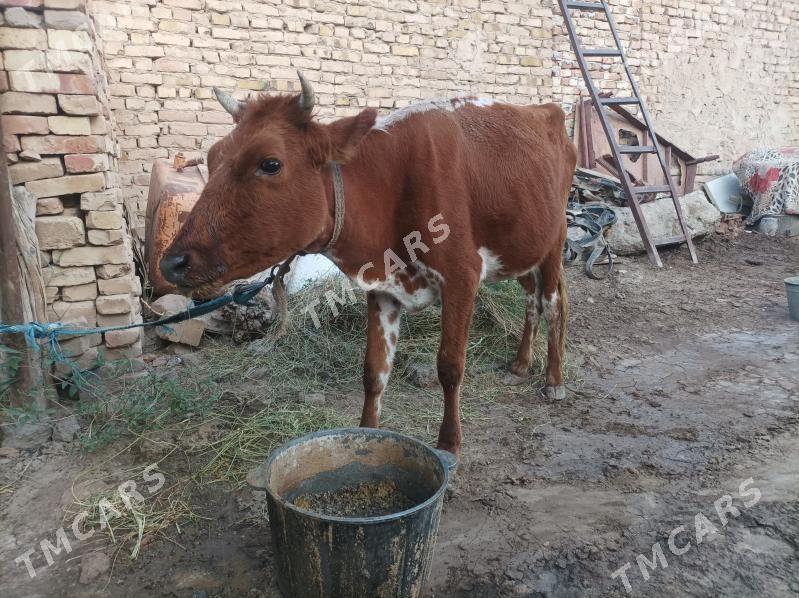 gunajyn - Çärjew - img 2