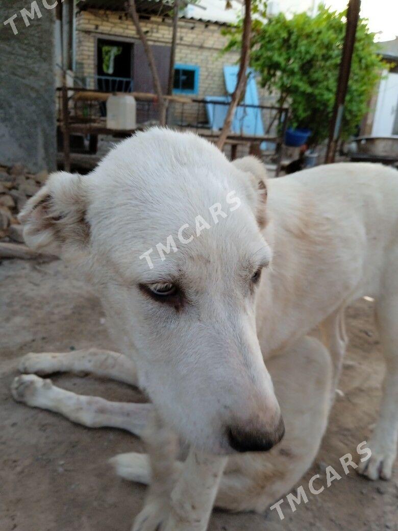 Akgus - Türkmenabat - img 2