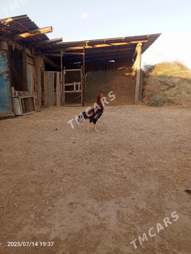 BAYSY/ - Baýramaly - img 2