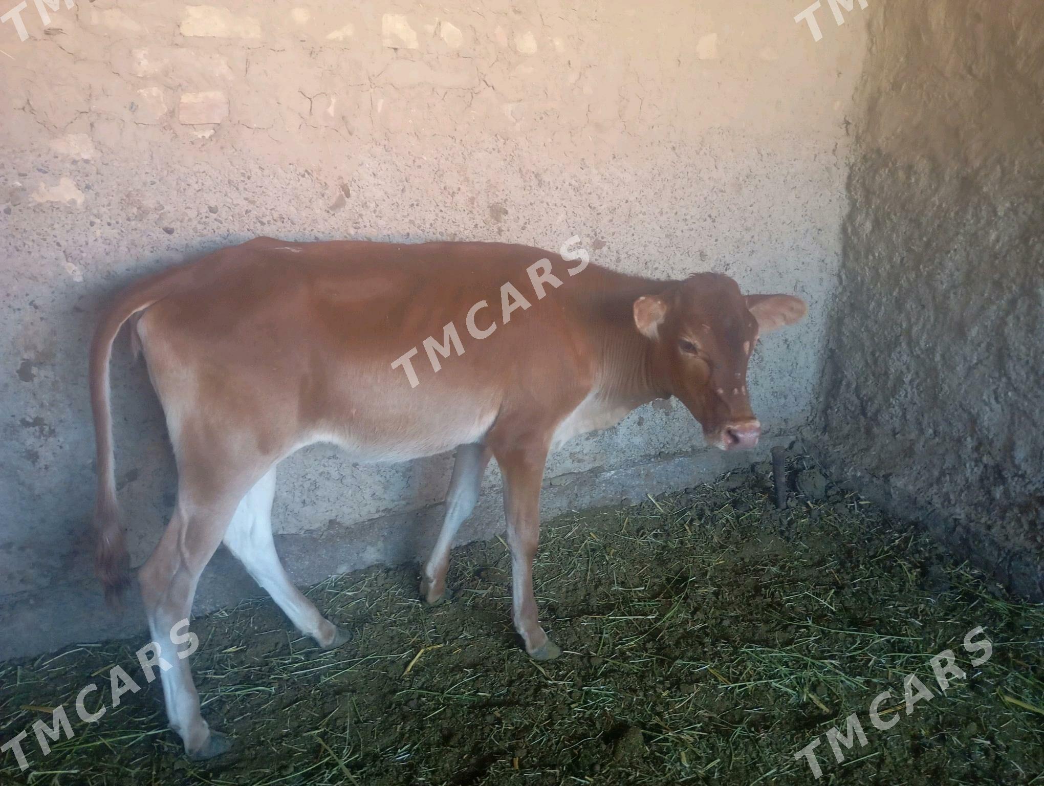 Gulajynlar - Mary - img 10