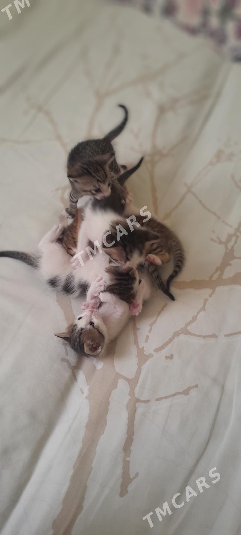 котята - Бузмеин - img 6