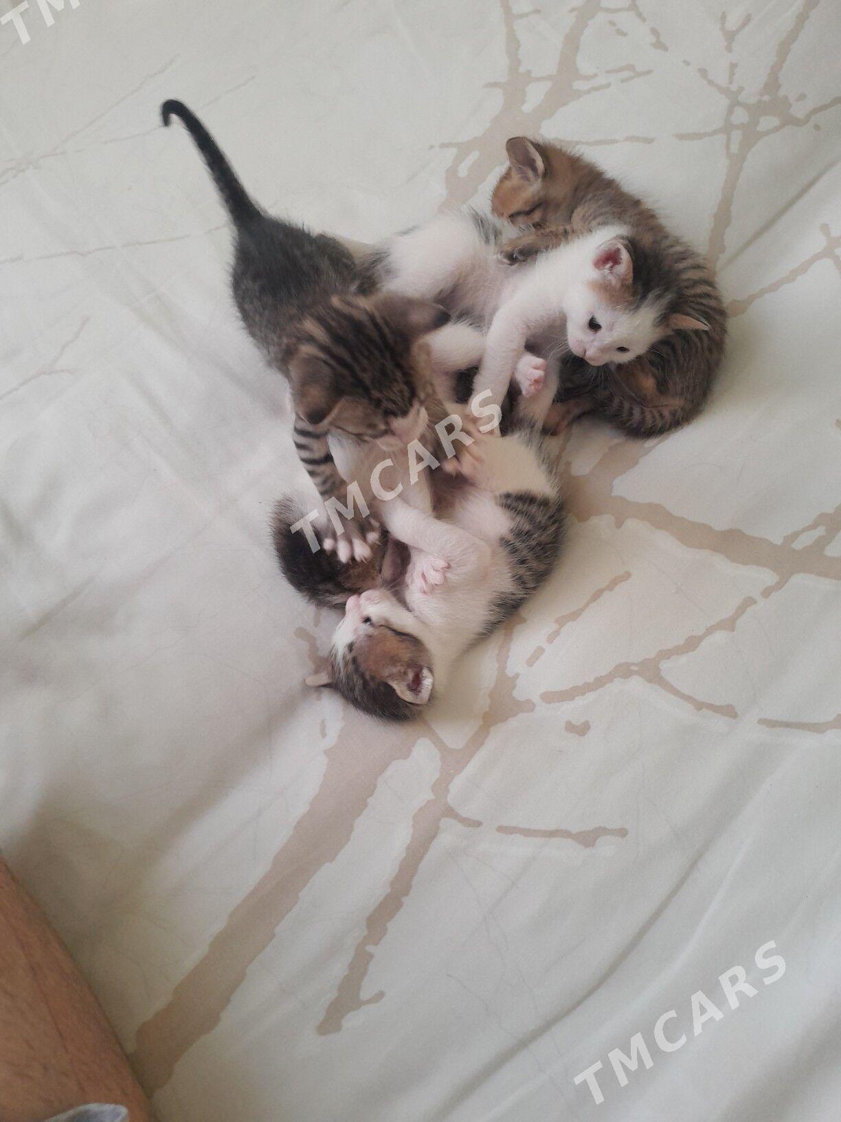 котята - Бузмеин - img 5