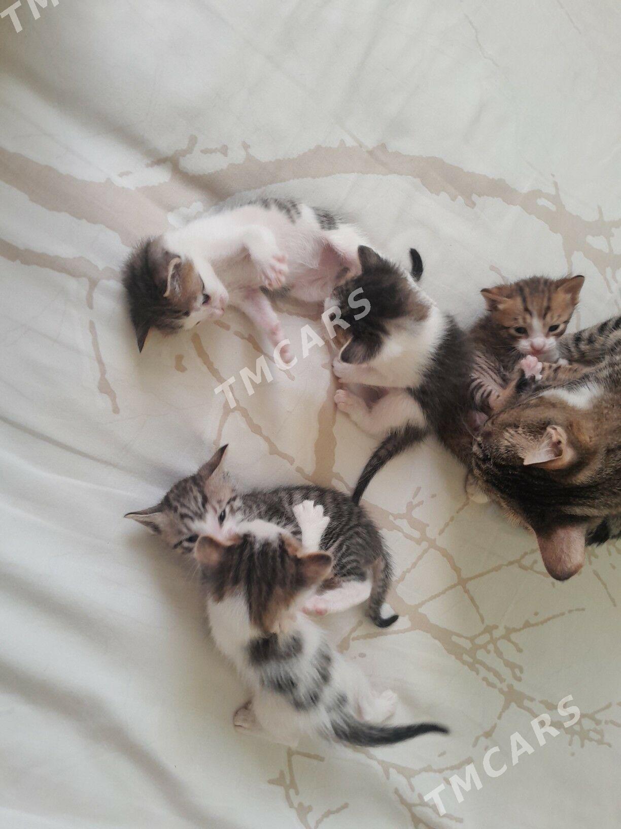 котята - Бузмеин - img 2