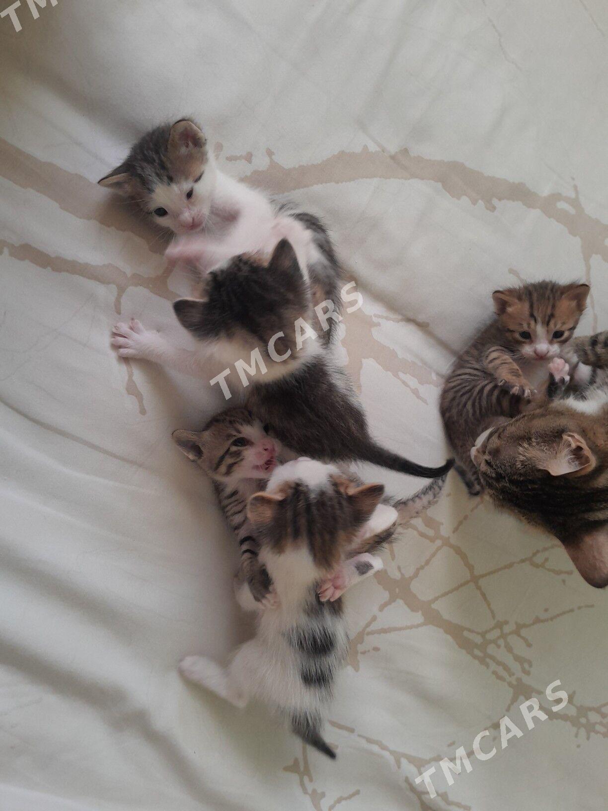 котята - Бузмеин - img 3