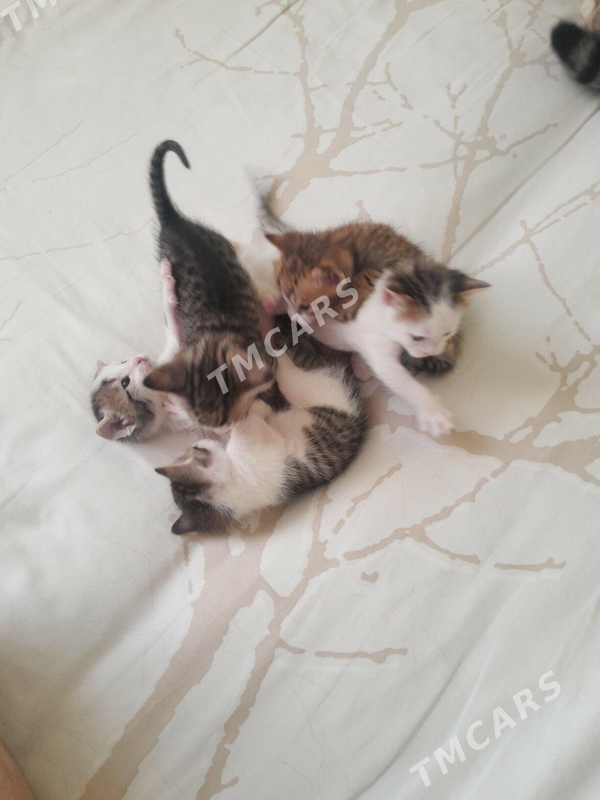 котята - Бузмеин - img 4