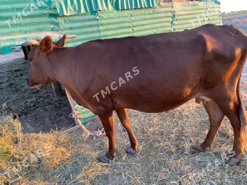 sygyr - Farap - img 2
