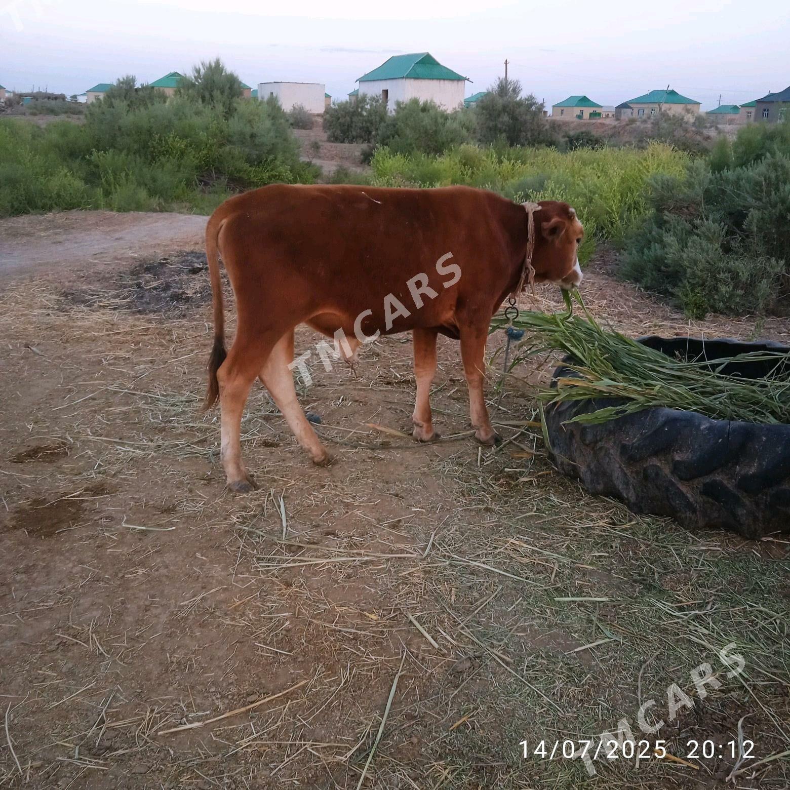 okuz - Babadaýhan - img 1