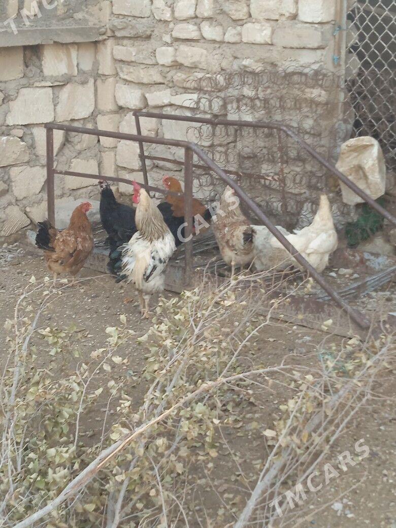 tawuk - Balkanabat - img 2