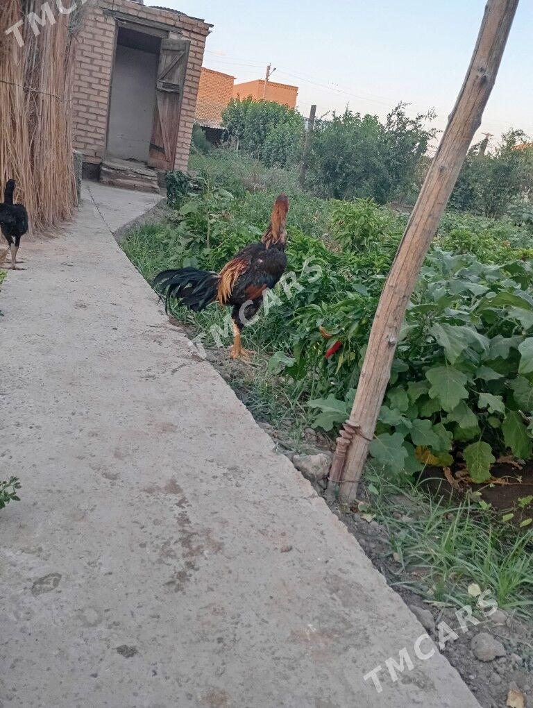 horaz - Çärjew - img 2
