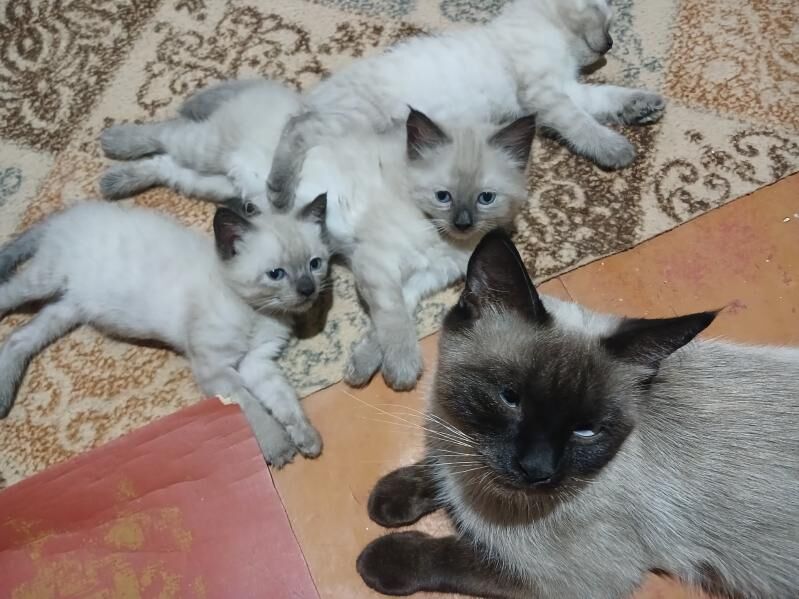 котята сиамской породы кошка p - Ашхабад - img 5