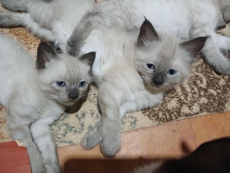 котята сиамской породы кошка p - Ашхабад - img 4