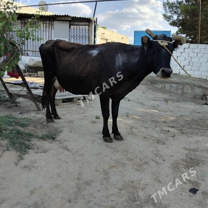 sygyr - Bagyr - img 2