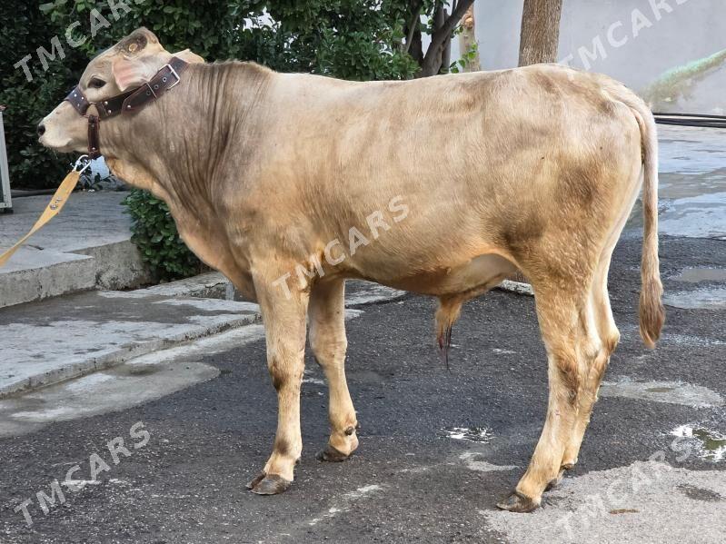Şiwet Öküz - Köşi - img 2