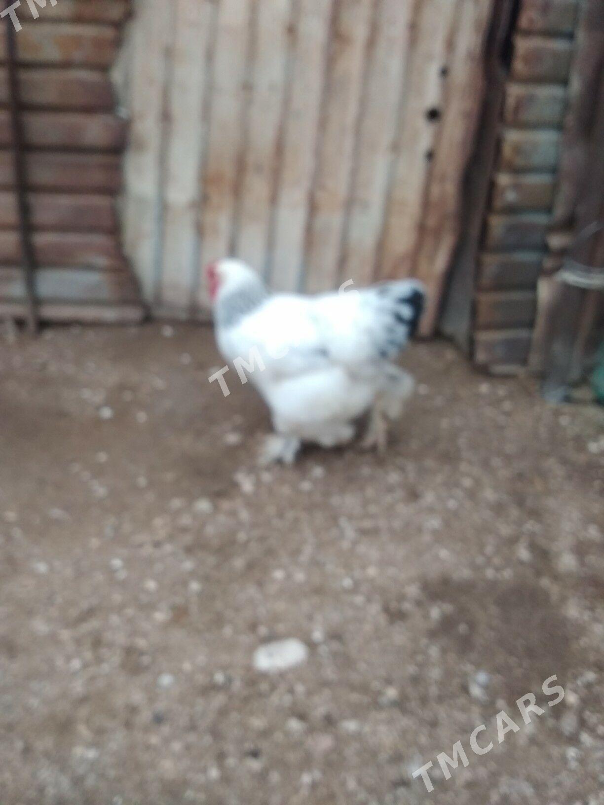 Брама таввук - Gumdag - img 3
