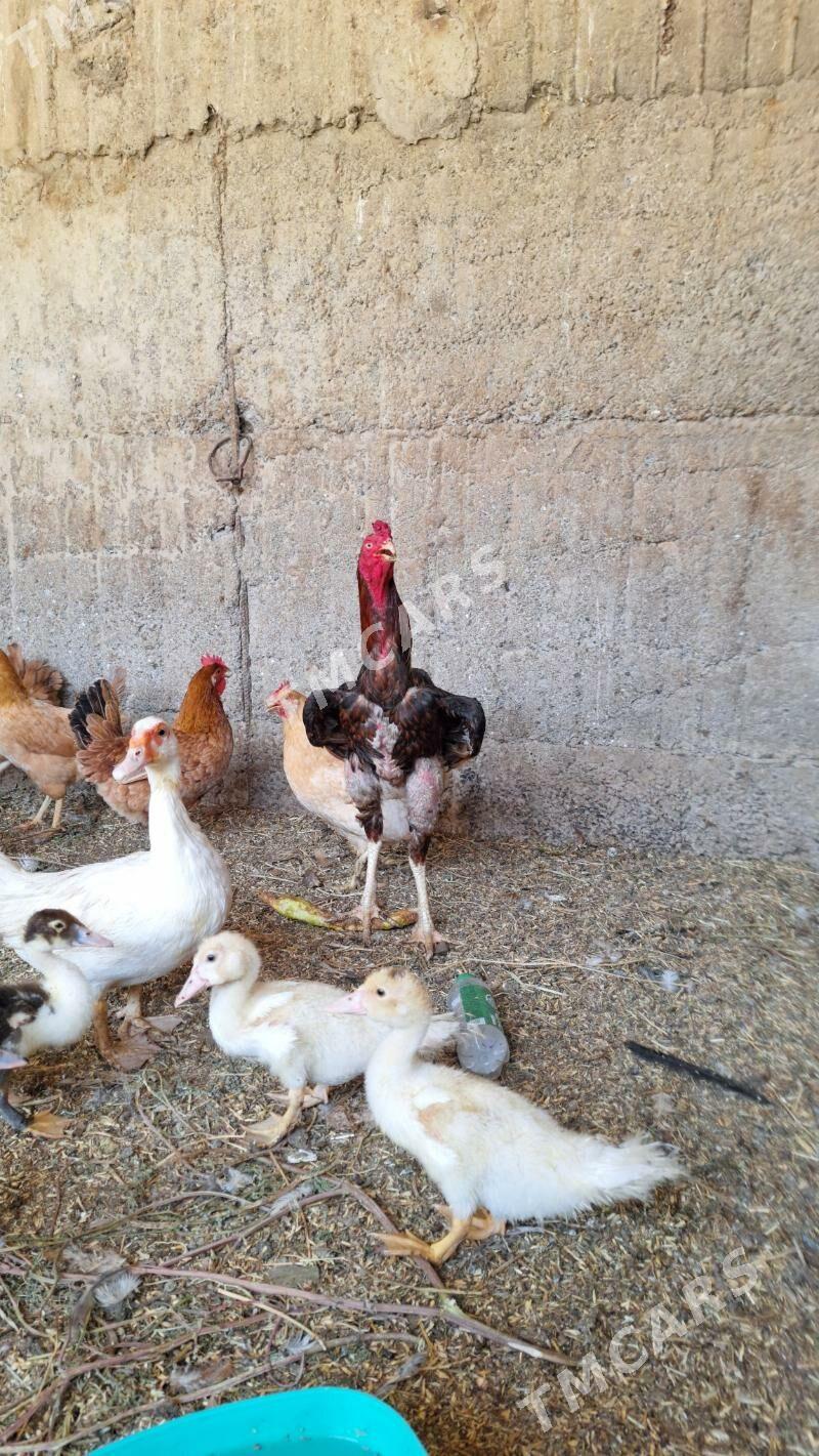 Taşkent horaz - Garadamak Şor - img 2