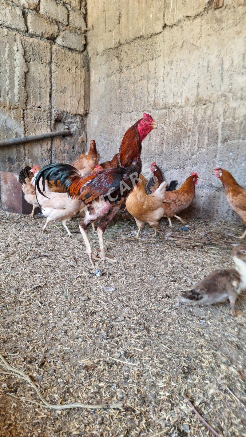 Taşkent horaz - Garadamak Şor - img 3