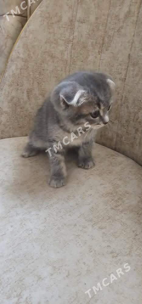 ШОТЛАНДСКИЕ КОТЯТА - Ашхабад - img 6