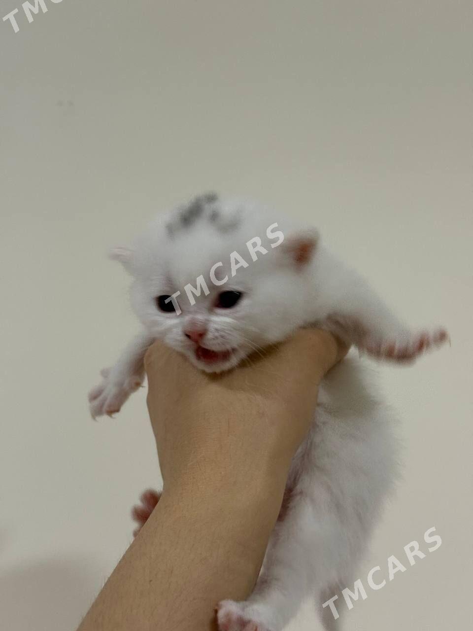 ШОТЛАНДСКИЕ КОТЯТА - Ашхабад - img 2