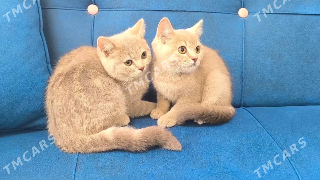 ШОТЛАНДСКИЕ КОТЯТА - Ашхабад - img 4