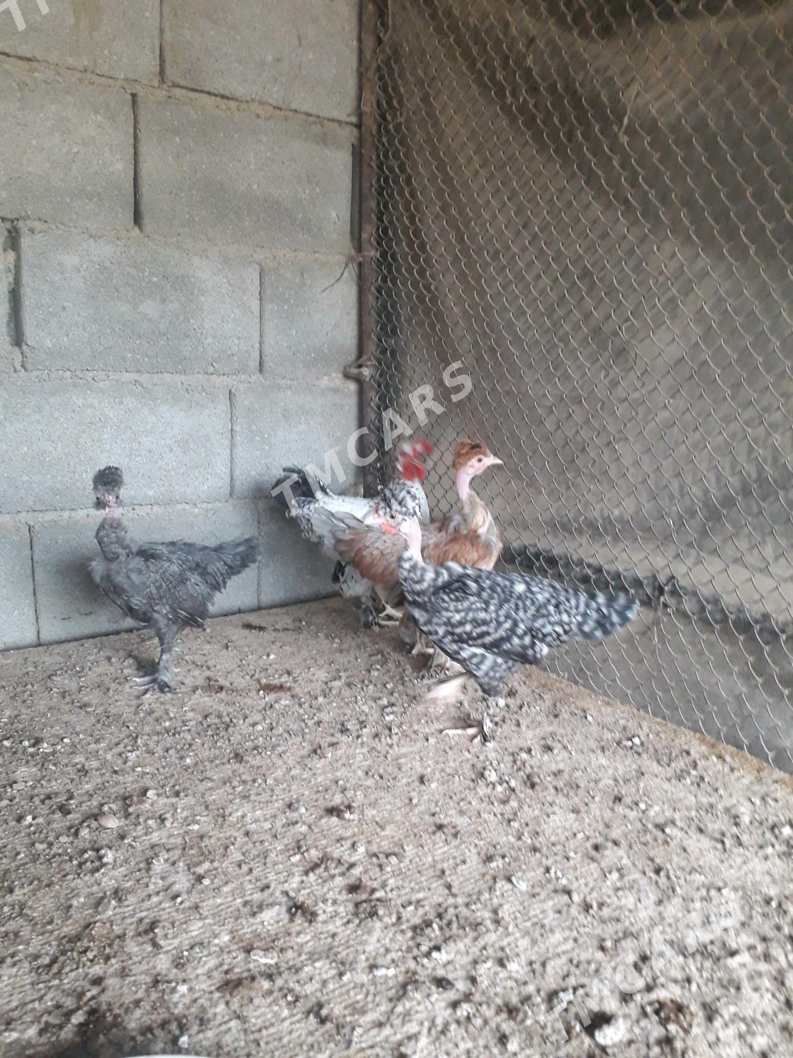 karlik galseyaka - Çoganly - img 3