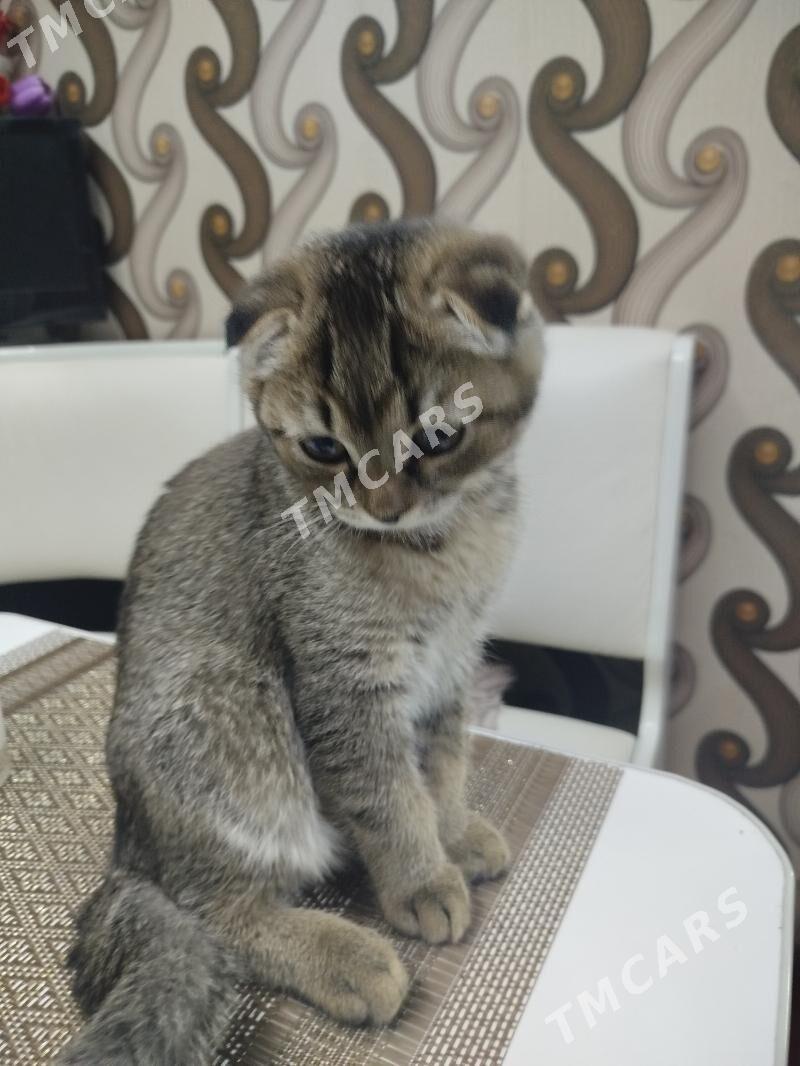 котенок вислоухий шиншилла - Ашхабад - img 2