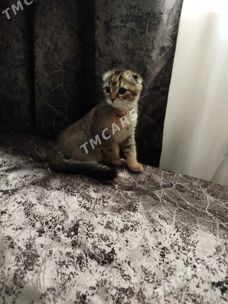 котенок вислоухий шиншилла - Ашхабад - img 5