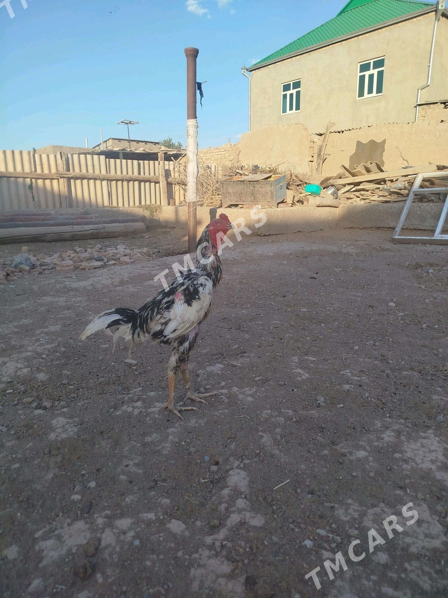 taskent horaz - Tejen - img 2