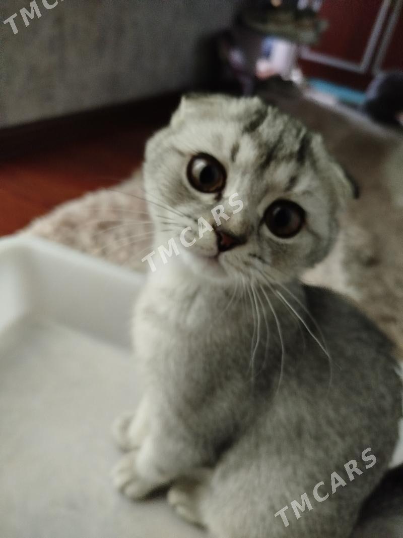 котёнок, вислоухая шиншилла - Ашхабад - img 5