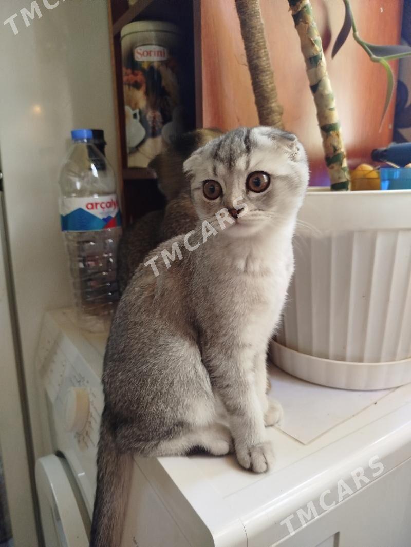 котёнок, вислоухая шиншилла - Ашхабад - img 9