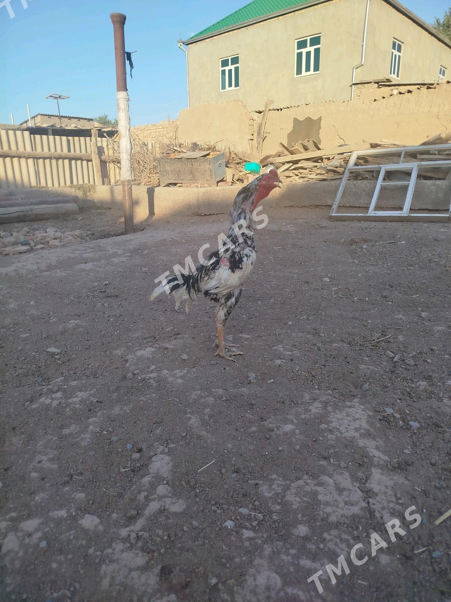 taskent horaz - Tejen - img 4