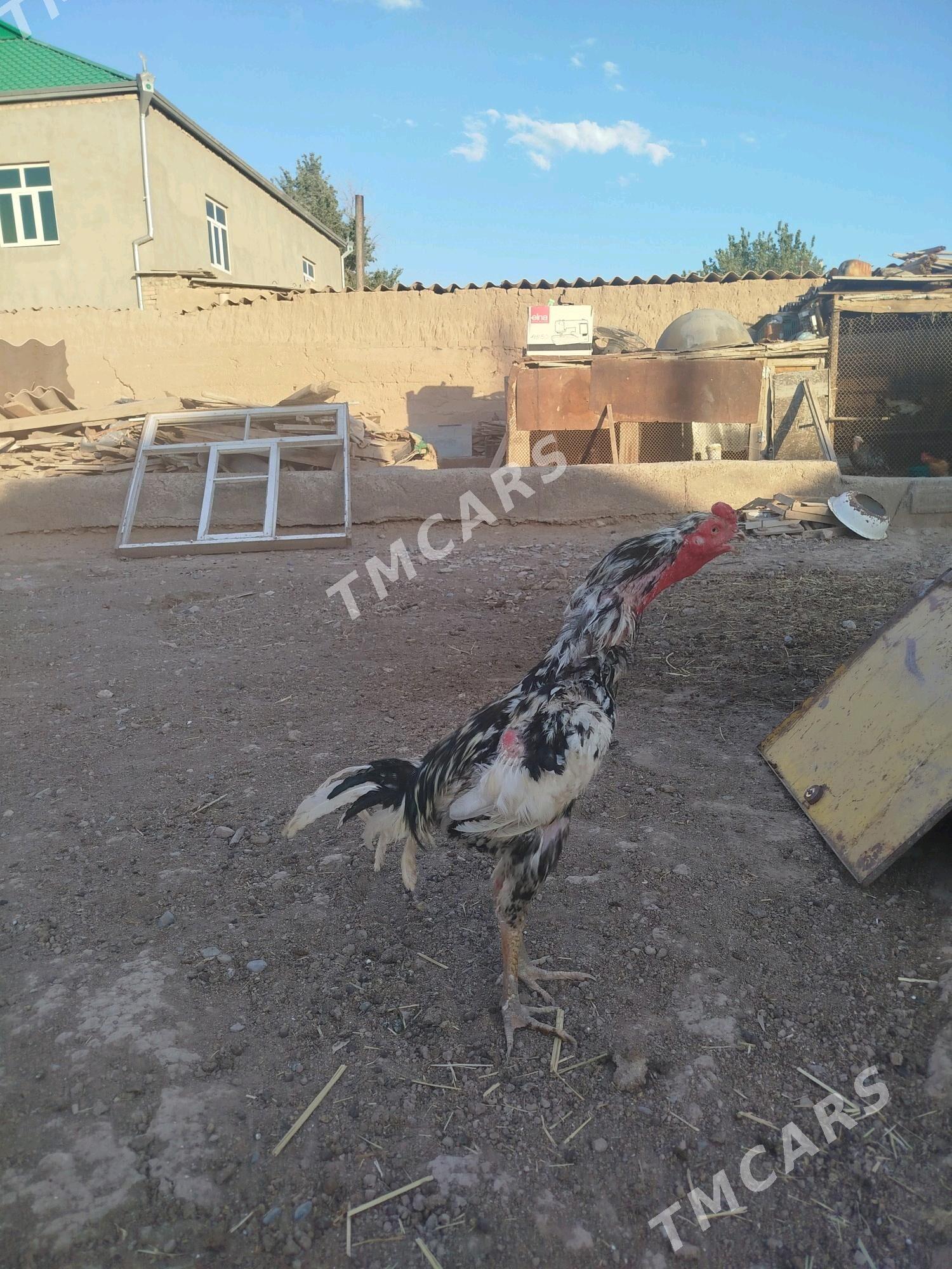 taskent horaz - Tejen - img 3