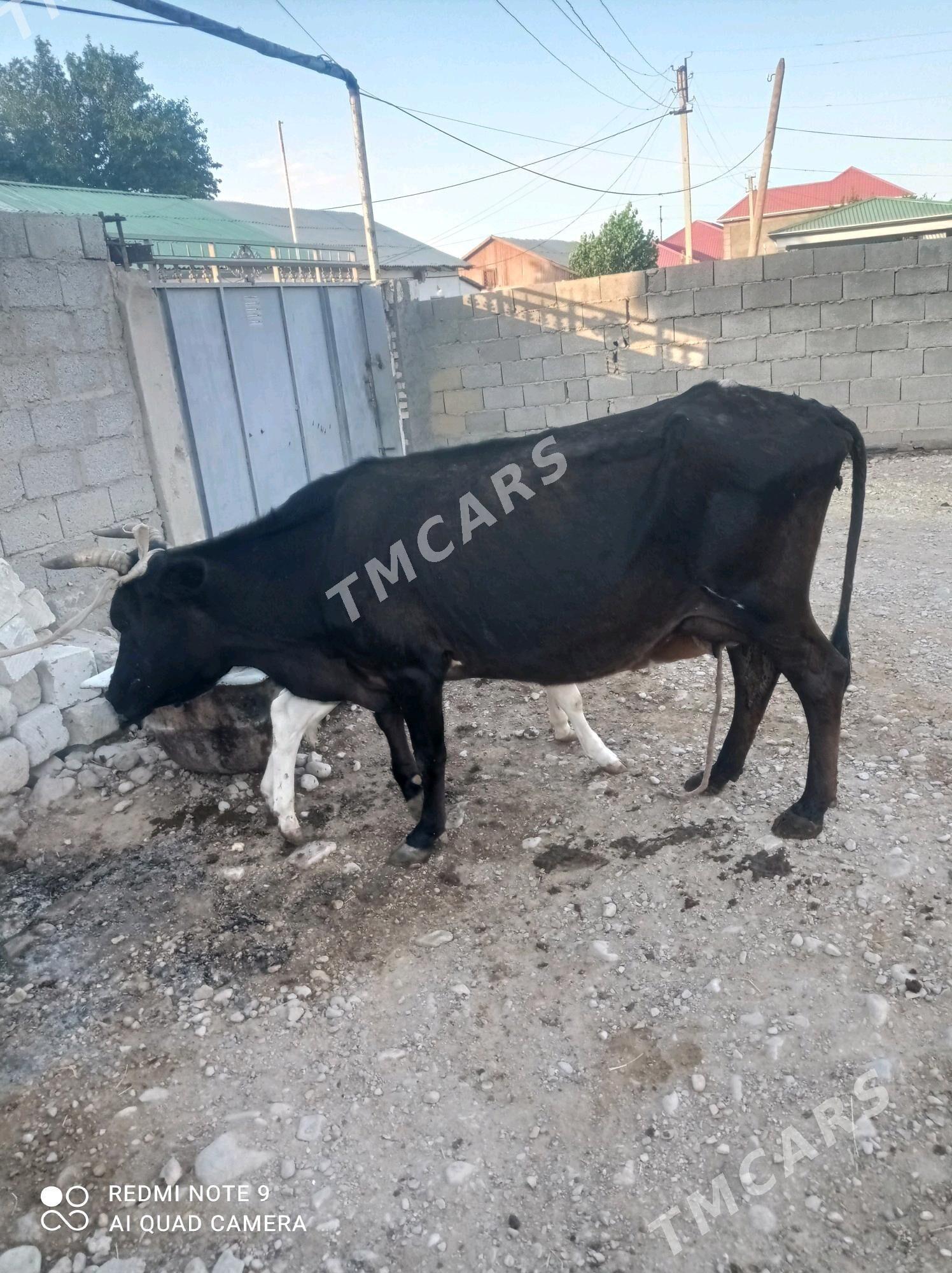 tanaly sygyr - Balkanabat - img 2