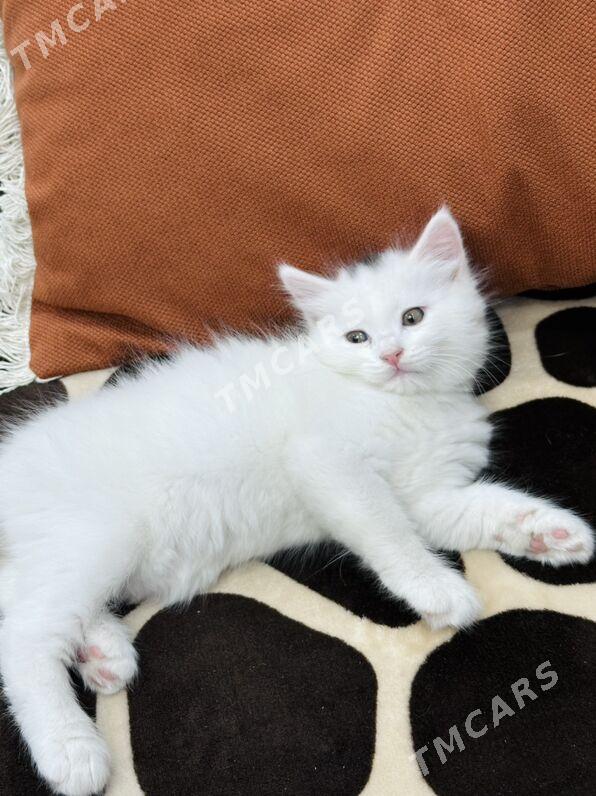 Котята️ - Ашхабад - img 2