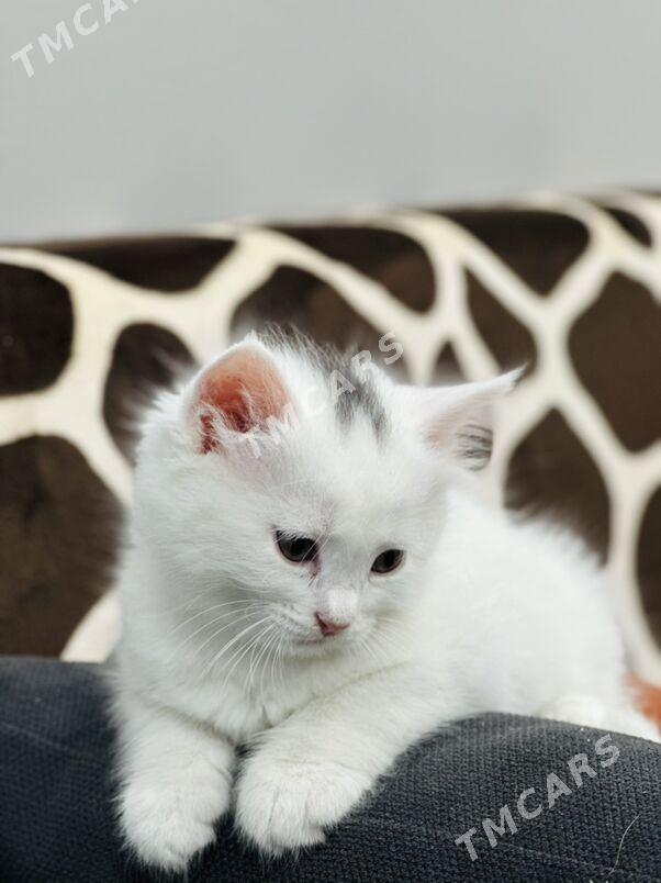 Котята️ - Ашхабад - img 5