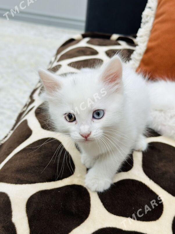 Котята️ - Ашхабад - img 3