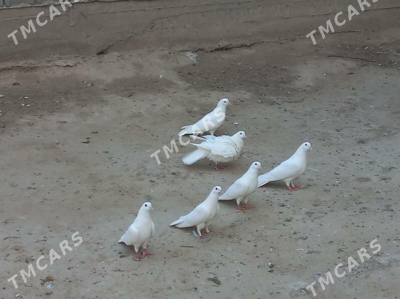 kepderi - Hitrowka - img 4